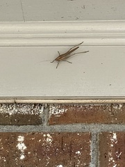 Neoconocephalus triops
