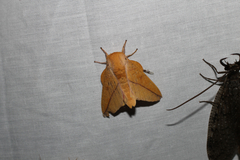 Syssphinx bisecta