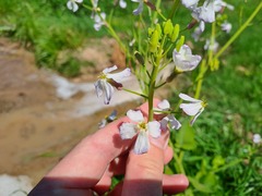 Raphanus sativus longipinnatus