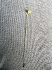 Utricularia subulata