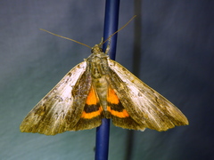 Catocala ultronia