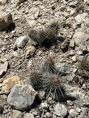 Echinocereus stramineus