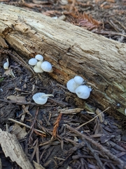 Marasmius calhouniae