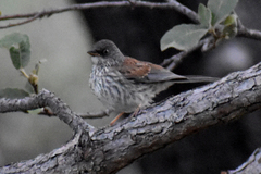 Junco phaeonotus