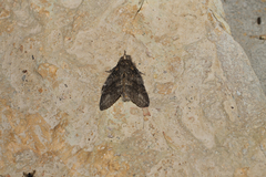 Peridea angulosa