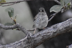 Junco phaeonotus