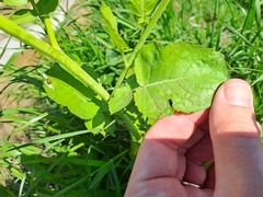 Raphanus sativus longipinnatus