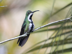 Anthracothorax nigricollis