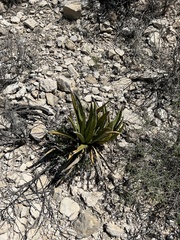 Agave lechuguilla