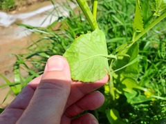 Raphanus sativus longipinnatus