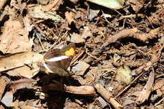 Adelpha