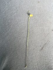 Utricularia subulata