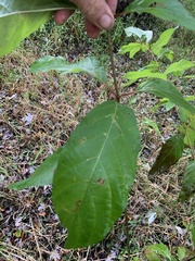 Cephalanthus occidentalis