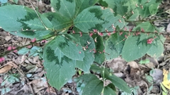 Persicaria filiformis