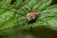 Dasylobus graniferus