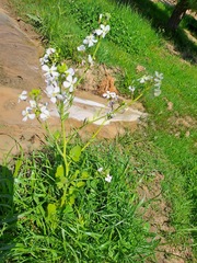 Raphanus sativus longipinnatus