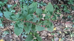 Persicaria filiformis