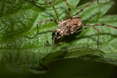 Dasylobus graniferus