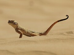 Phrynocephalus mystaceus