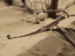 Phrynocephalus guttatus