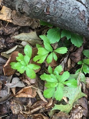 Pachysandra terminalis