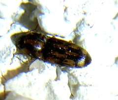 Conoderus bellus