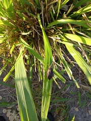 Pachylis laticornis