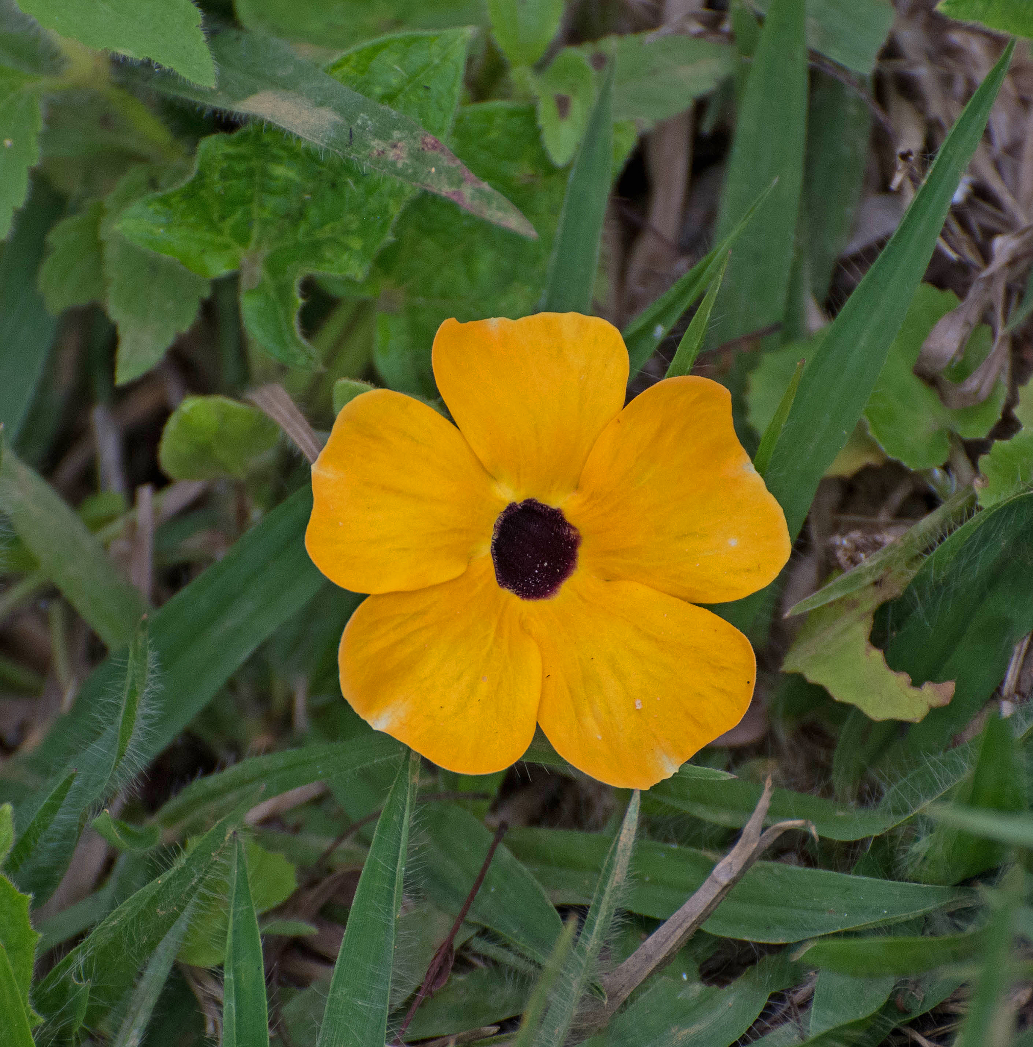 Thunbergia alata