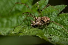 Dasylobus graniferus