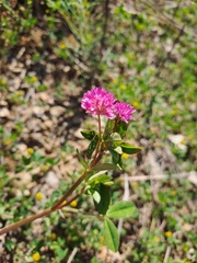 Trifolium resupinatum