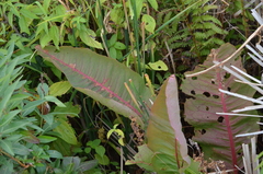 Rumex britannica