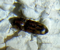 Conoderus bellus