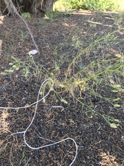 Ipomopsis longiflora