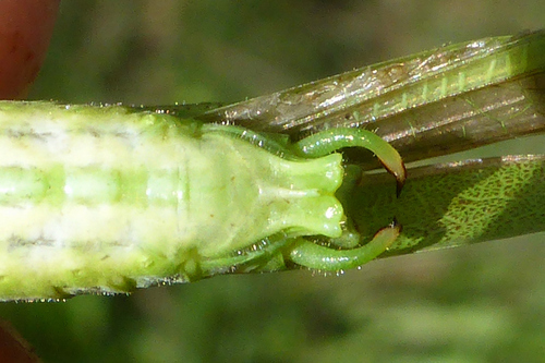 Lakštasparnis pjūklius nuotrauka