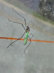 Gnophomyia tristissima