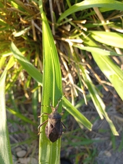 Pachylis laticornis