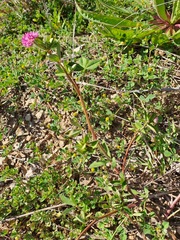 Trifolium resupinatum
