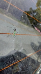 Gnophomyia tristissima