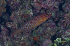 Pseudocheilinus octotaenia