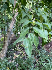 Heptacodium