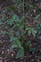 Aextoxicon punctatum