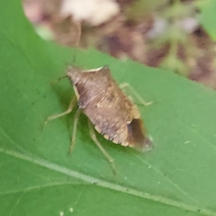 Podisus maculiventris