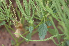 Dysphania rhadinostachya