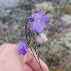 Campanula rotundifolia