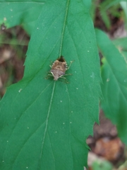 Podisus maculiventris