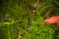Digitaria radicosa