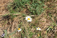Anthemis cotula