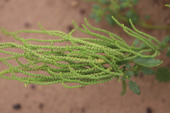 Dysphania rhadinostachya