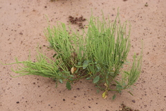 Dysphania rhadinostachya