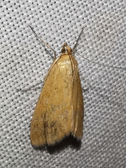 Sitochroa verticalis